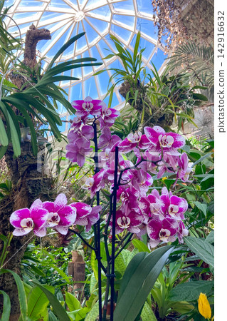 A lush orchid greenhouse filled with exotic blooming plants and vibrant colors creates a humid tropical atmosphere under glass in Estepona, Spain A lush orchid greenhouse filled with exotic blooming plants and vibrant colors creates a humid tropical atmosphere under glass in Estepona, Spain 142916632
