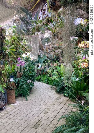 A lush orchid greenhouse filled with exotic blooming plants and vibrant colors creates a humid tropical atmosphere under glass in Estepona, Spain A lush orchid greenhouse filled with exotic blooming plants and vibrant colors creates a humid tropical atmosphere under glass in Estepona, Spain 142916633