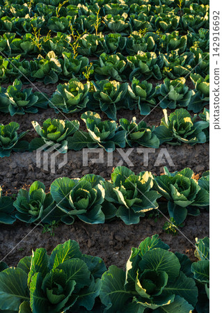 Cabbage growing in rows on a farm field for healthy organic agriculture and healthy lifestyle concept Cabbage growing in rows on a farm field for healthy organic agriculture and healthy lifestyle concept 142916692