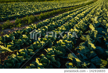 Growing cabbage and broccoli plants in rows on a vast agriculture field during sunset with green leaves Growing cabbage and broccoli plants in rows on a vast agriculture field during sunset with green leaves 142916693