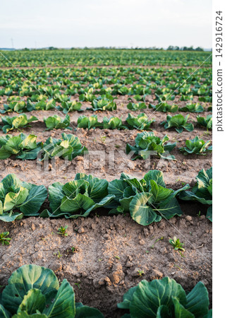 Green cabbage plants growing in neat rows on a vast agricultural field under a clear summer sky Green cabbage plants growing in neat rows on a vast agricultural field under a clear summer sky 142916724
