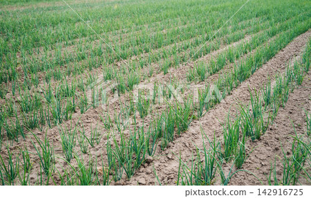 Onion seedlings growing in organized rows, representing agriculture, cultivation, food production, and sustainable farming Onion seedlings growing in organized rows, representing agriculture, cultivation, food production, and sustainable farming 142916725