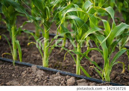 Growing corn plants in a field with drip irrigation system, cultivating food for agriculture and sustainable farming Growing corn plants in a field with drip irrigation system, cultivating food for agriculture and sustainable farming 142916726