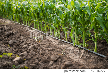 Corn crop growing in rows with drip irrigation tubing, showing focus on efficient water use and agricultural technology Corn crop growing in rows with drip irrigation tubing, showing focus on efficient water use and agricultural technology 142916727