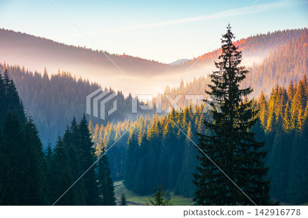 fir trees on a meadow down the will to coniferous forest in foggy mountains of Romania. magical landscape in morning light. autumn season in Apuseni natural park fir trees on a meadow down the will to coniferous forest in foggy mountains of Romania. magical landscape in morning light. autumn season in Apuseni natural park 142916778