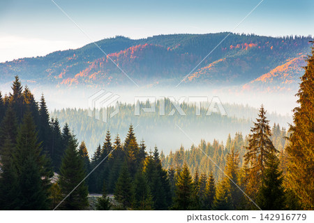 fir trees on a meadow down the will to coniferous forest in foggy mountains of Romania. magical landscape in morning light. autumn season in Apuseni natural park fir trees on a meadow down the will to coniferous forest in foggy mountains of Romania. magical landscape in morning light. autumn season in Apuseni natural park 142916779