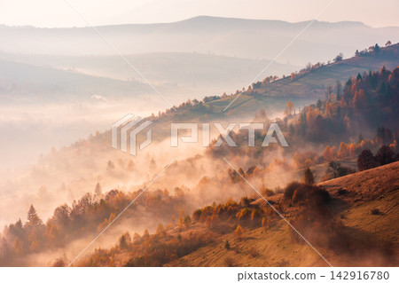 trees on meadow between hillsides with conifer forest in fog at sunrise. light beam through glowing misty atmosphere in the valley. autumn in Transcarpathia trees on meadow between hillsides with conifer forest in fog at sunrise. light beam through glowing misty atmosphere in the valley. autumn in Transcarpathia 142916780