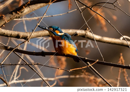 翠鳥棲息在樹枝上 翠鳥棲息在樹枝上 142917321