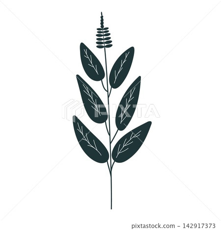 basil vector illustration basil vector illustration 142917373