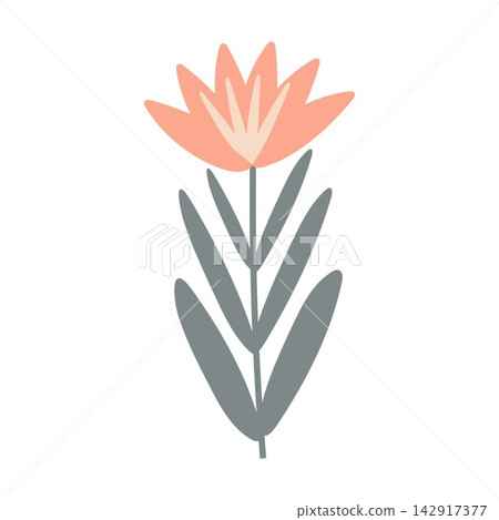 vector botanical illustration vector botanical illustration 142917377