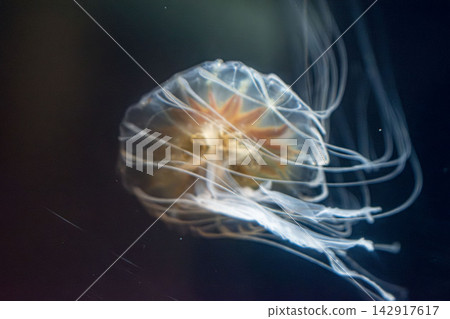 漂浮在水箱的水母 漂浮在水箱的水母 142917617