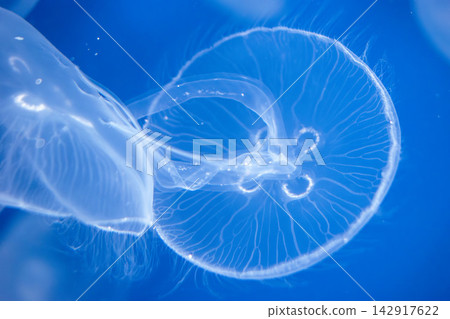 Jellyfish in the water Jellyfish in the water 142917622