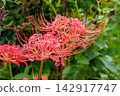 red spider lily 142917747
