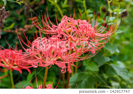 red spider lily red spider lily 142917747