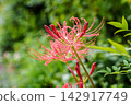 red spider lily 142917749