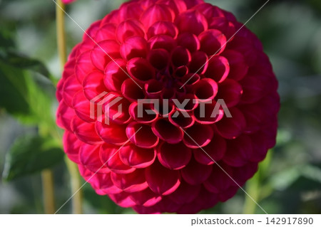 Dahlia flower Dahlia flower 142917890