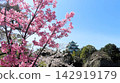 Nagoya Castle: Cherry blossoms in full bloom and the castle tower (exterior restoration) 142919179