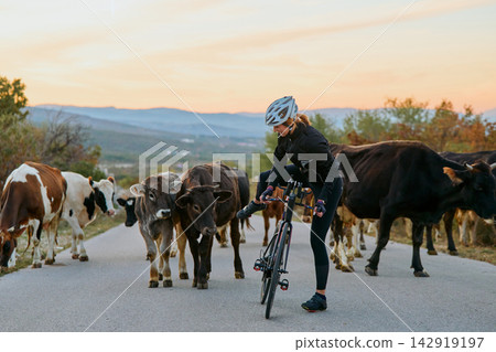Cyclist On Country Road Surrounded by Grazing Cows at Sunset Female Biker Navigating Rural Scene Cyclist On Country Road Surrounded by Grazing Cows at Sunset Female Biker Navigating Rural Scene 142919197