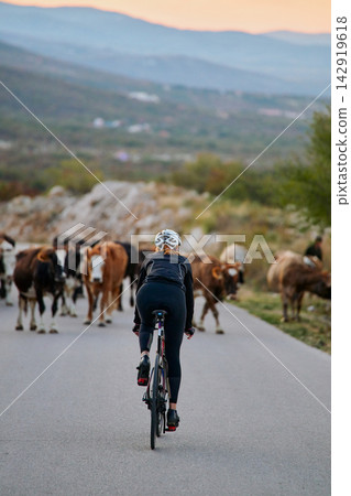 Cyclist Riding On Rural Road Facing Herd Of Cows At Dusk In Countryside Cyclist Riding On Rural Road Facing Herd Of Cows At Dusk In Countryside 142919618