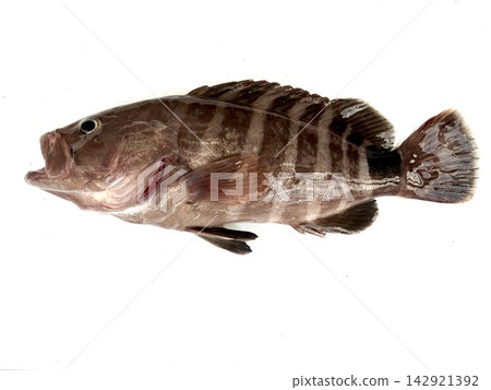 The grouper that was caught The grouper that was caught 142921392