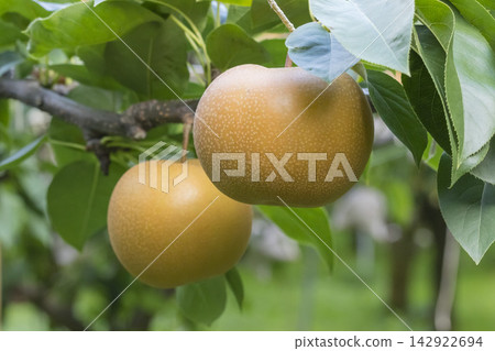 Pears ripening in an orchard in Tottori Prefecture; Red pear variety: Akizuki Pears ripening in an orchard in Tottori Prefecture; Red pear variety: Akizuki 142922694