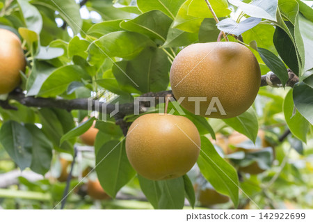 Pears ripening in an orchard in Tottori Prefecture; Red pear variety: Akizuki Pears ripening in an orchard in Tottori Prefecture; Red pear variety: Akizuki 142922699