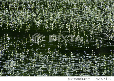 水毛茛盛開 142923129
