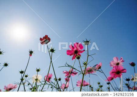 開花往太陽的波斯菊 開花往太陽的波斯菊 142923156