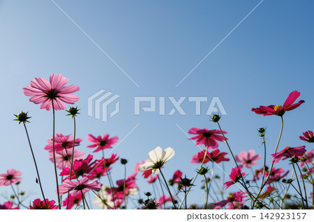 發光在藍天的波斯菊 發光在藍天的波斯菊 142923157