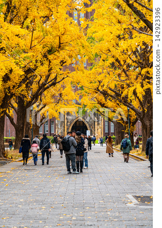 [Tokyo] Beautiful ginkgo tree-lined avenue at the University of Tokyo's Hongo Campus 142923396