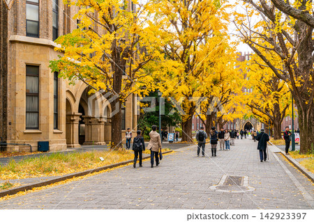 [Tokyo] Beautiful ginkgo tree-lined avenue at the University of Tokyo's Hongo Campus 142923397