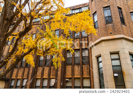 [Tokyo] Beautiful ginkgo trees at the University of Tokyo's Hongo Campus 142923401