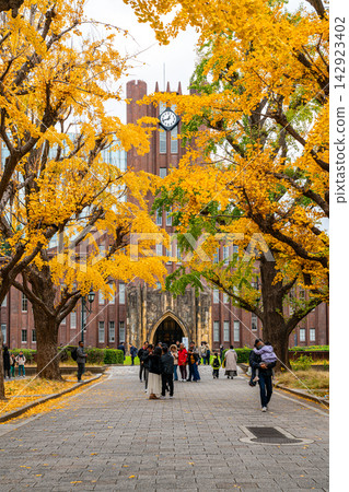 [Tokyo] Beautiful ginkgo tree-lined avenue at the University of Tokyo's Hongo Campus 142923402