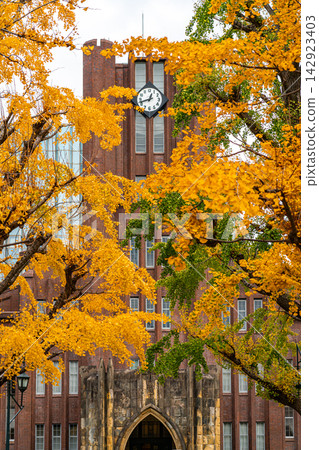 [Tokyo] Beautiful ginkgo tree-lined avenue at the University of Tokyo's Hongo Campus 142923403