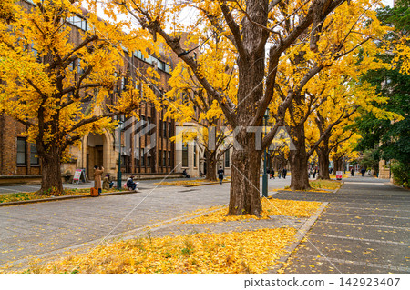 [Tokyo] Beautiful ginkgo tree-lined avenue at the University of Tokyo's Hongo Campus 142923407