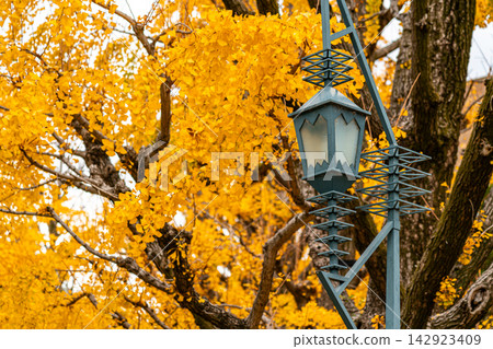 [Tokyo] Beautiful ginkgo tree-lined avenue at the University of Tokyo's Hongo Campus 142923409