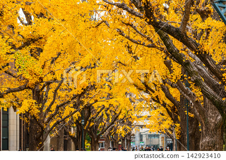 [Tokyo] Beautiful ginkgo tree-lined avenue at the University of Tokyo's Hongo Campus 142923410