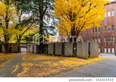 [Tokyo] Beautiful ginkgo trees at the University of Tokyo's Hongo Campus 142923419