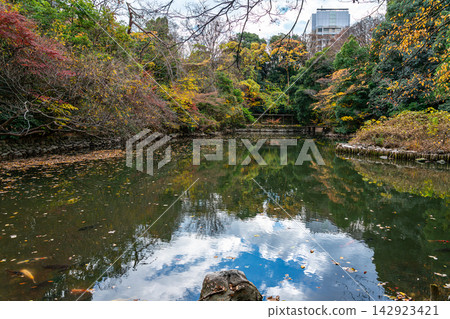 [Tokyo] Sanshiro Pond at the University of Tokyo, which also appears in the novels of Natsume Soseki. 142923421
