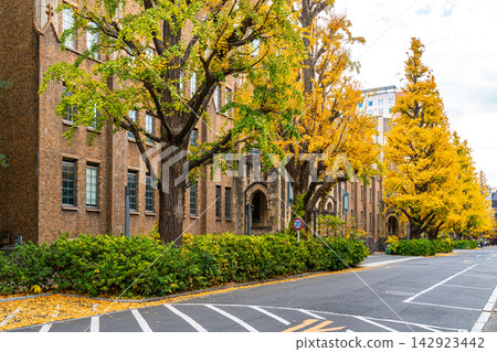 [Tokyo] Beautiful ginkgo tree-lined avenue at the University of Tokyo's Hongo Campus 142923442