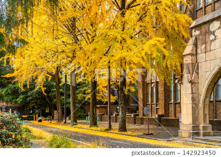 [Tokyo] Beautiful ginkgo trees adorn the Yayoi Campus of the University of Tokyo. 142923450