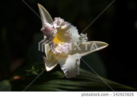 Sobralia xantreuca, orchid flower Sobralia xantreuca, orchid flower 142923826