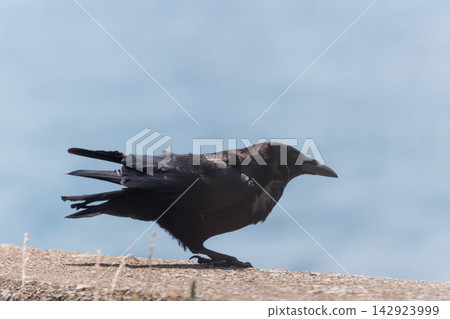 一隻即將起飛的烏鴉 | 一隻站在堤岸上的野生鳥類 一隻即將起飛的烏鴉 | 一隻站在堤岸上的野生鳥類 142923999