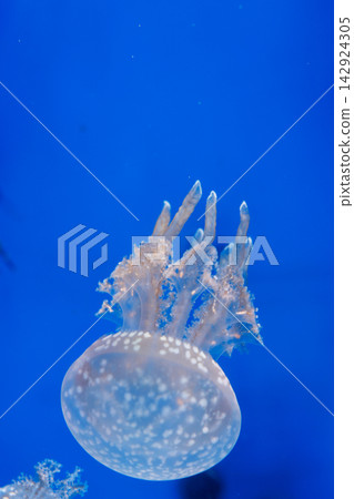 白色水母 | 欣賞水母在藍色背景下游動 白色水母 | 欣賞水母在藍色背景下游動 142924305