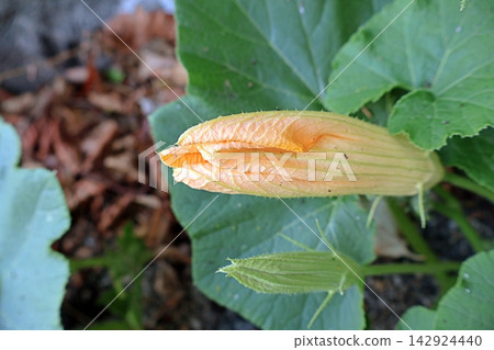 Pumpkin flower bud ready to burst above broad garden leaves. Pumpkin flower bud ready to burst above broad garden leaves. 142924440
