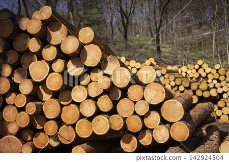 A stack of felled timber logs A stack of felled timber logs 142924504