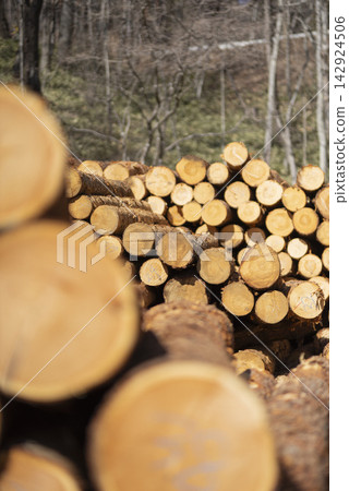 A stack of felled timber logs A stack of felled timber logs 142924506
