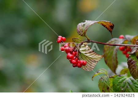 紅色漿果,秋天 紅色漿果,秋天 142924825