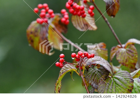 紅色漿果,秋天 紅色漿果,秋天 142924826