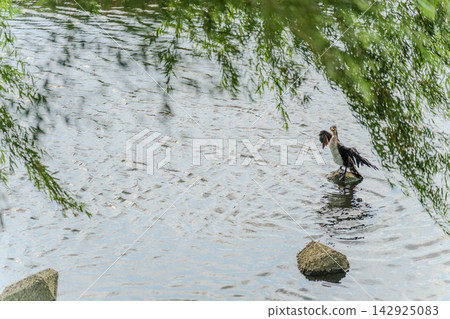 A cormorant spreads its wings on a rock. A cormorant spreads its wings on a rock. 142925083